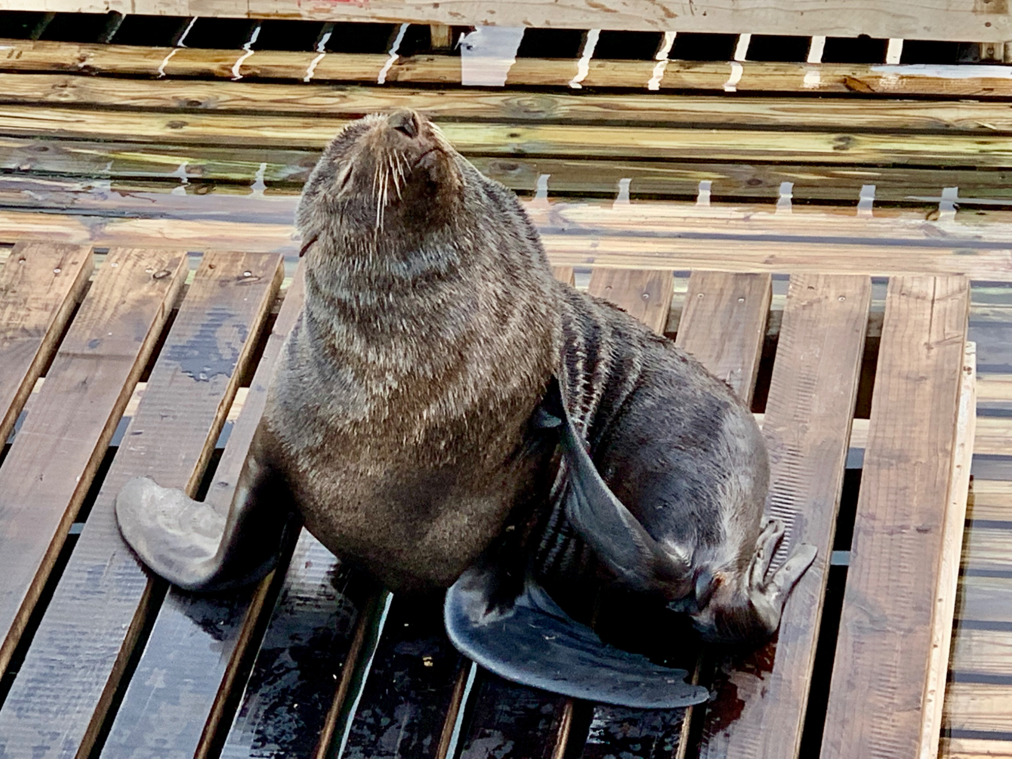 Cape Fur Seal